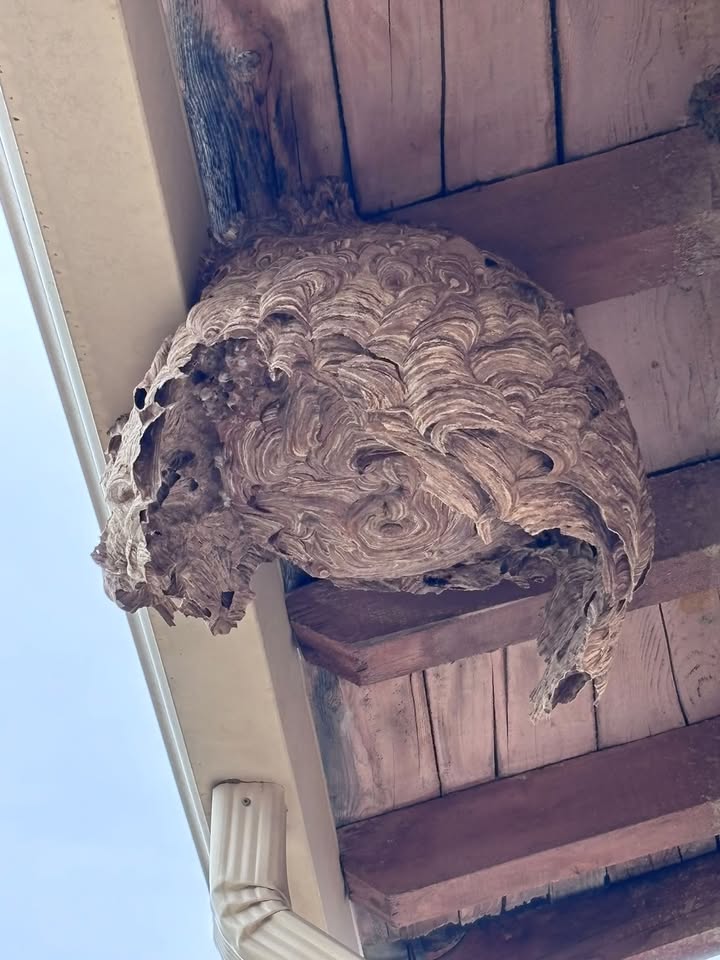 Depuis quelques temps j’étais envahi de frelons à la maison à tel…