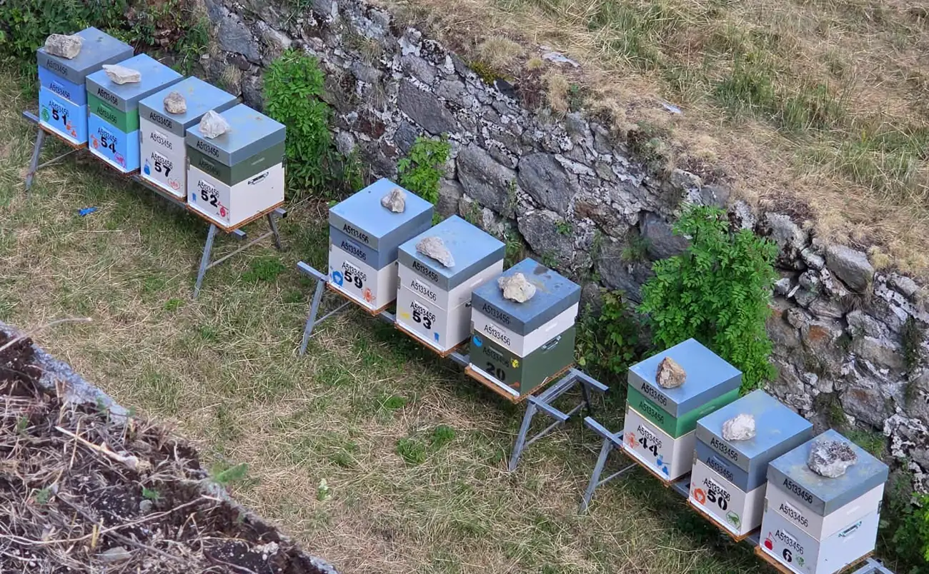 Ruchers de la Miellerie de Pia dans les Pyrénées-Orientales
