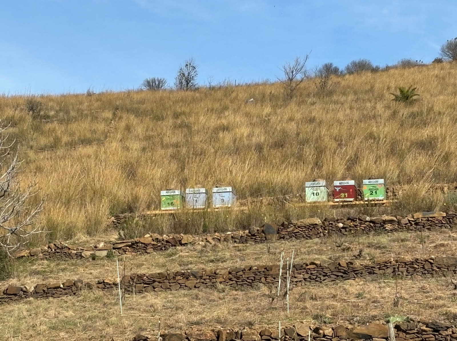 Ruches installées sur un coteau de garrigue