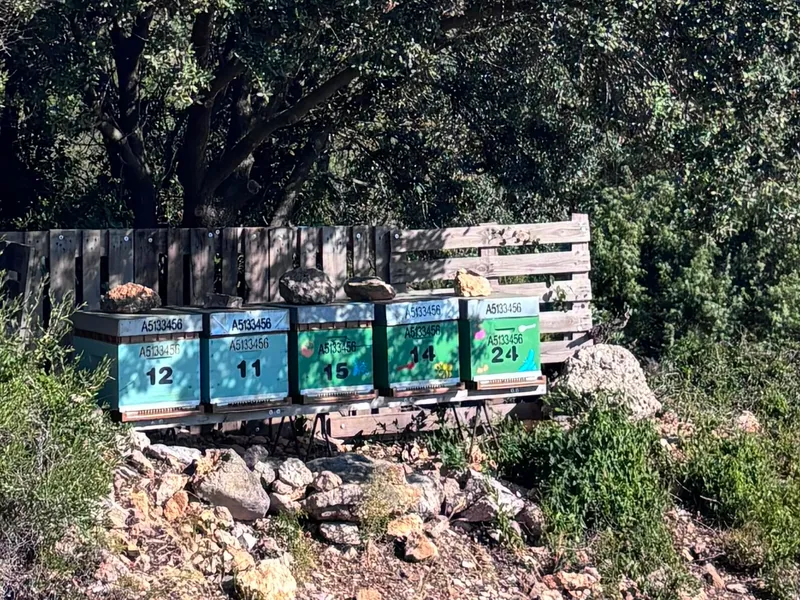 Ruches installées sur un coteau de garrigue