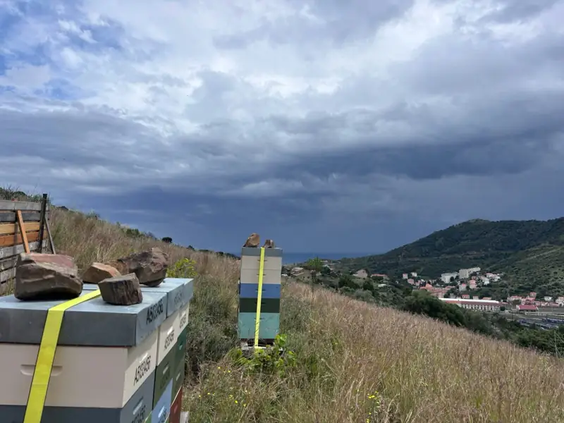 Ruches installées face au littoral catalan