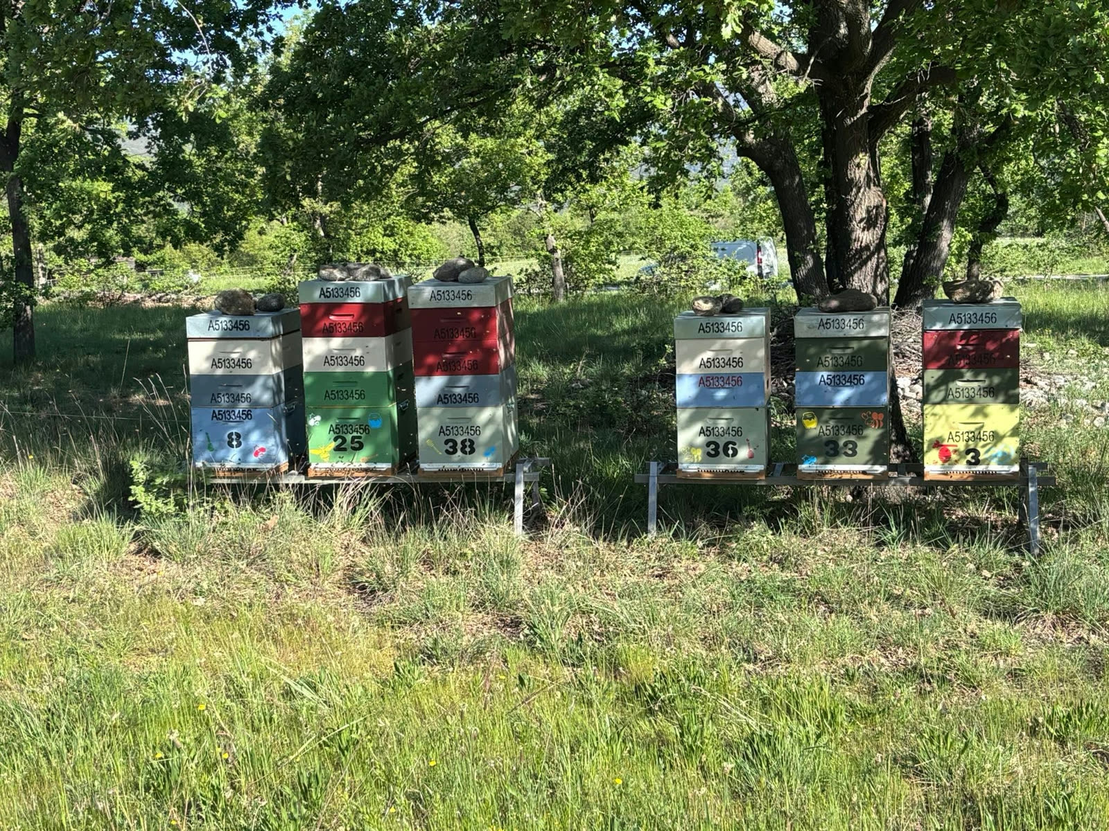 Ruches installées sous les arbres, à l'ombre