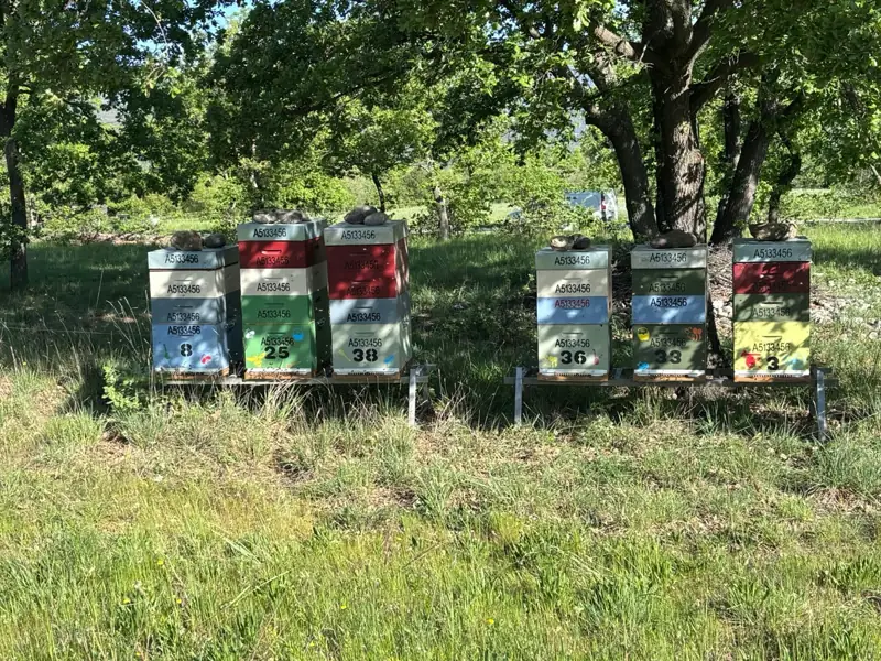 Ruches installées sous les arbres, à l'ombre