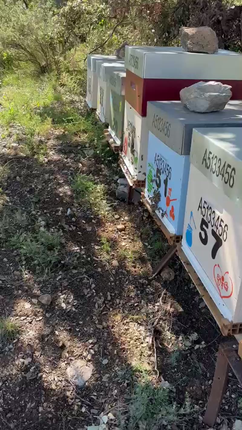 Ruche avec des abeilles autour