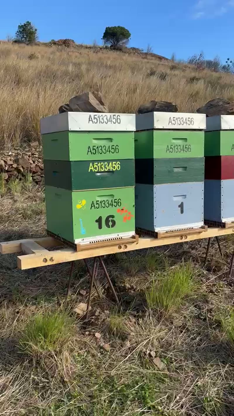 Ruche avec des abeilles autour